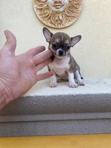 Cuccioli di chihuahua  | Foto 0
