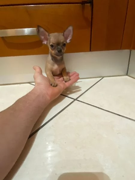 Cuccioli di chihuahua mini toy e toy  | Foto 4