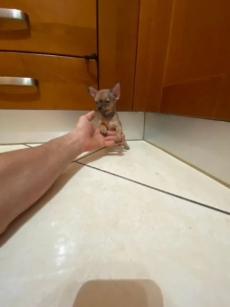 Cuccioli di chihuahua mini toy e toy  | Foto 3