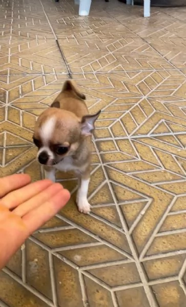 Cuccioli di chihuahua mini toy e toy  | Foto 2
