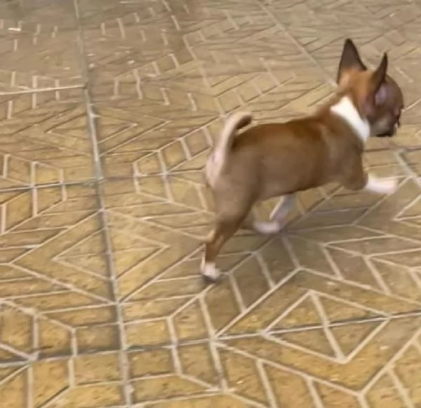 Cuccioli di chihuahua mini toy e toy  | Foto 1