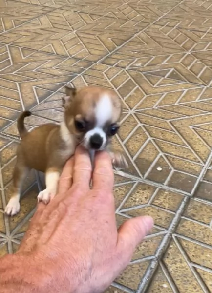 Cuccioli di chihuahua mini toy e toy 