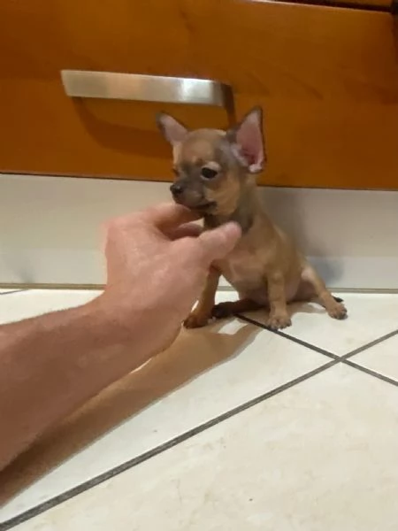 Cuccioli di chihuahua mini toy e toy  | Foto 0