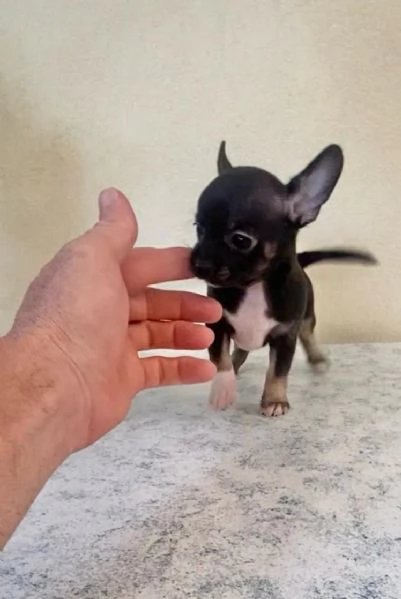 Cuccioli di chihuahua un maschio e una femmina  | Foto 5