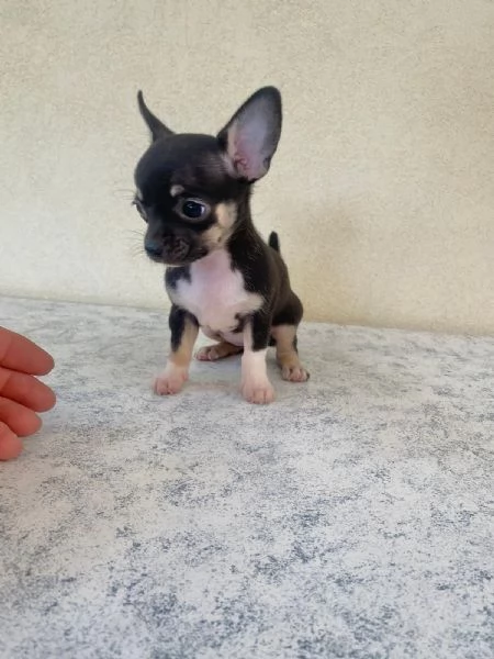 Cuccioli di chihuahua un maschio e una femmina  | Foto 4