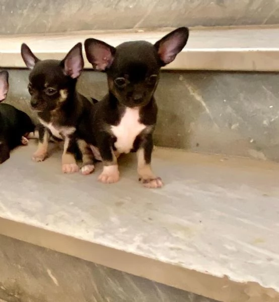 Cuccioli di chihuahua un maschio e una femmina  | Foto 3