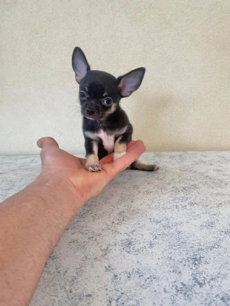 Cuccioli di chihuahua un maschio e una femmina  | Foto 2