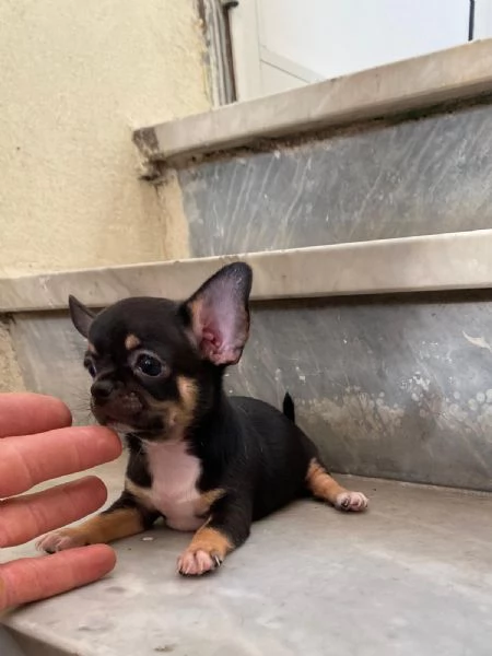 Cuccioli di chihuahua un maschio e una femmina  | Foto 1