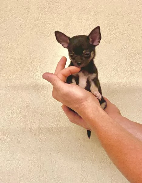 Cuccioli di chihuahua un maschio e una femmina  | Foto 0