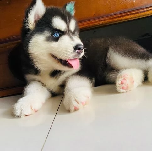 cuccioli di siberian husky in bianco e nero