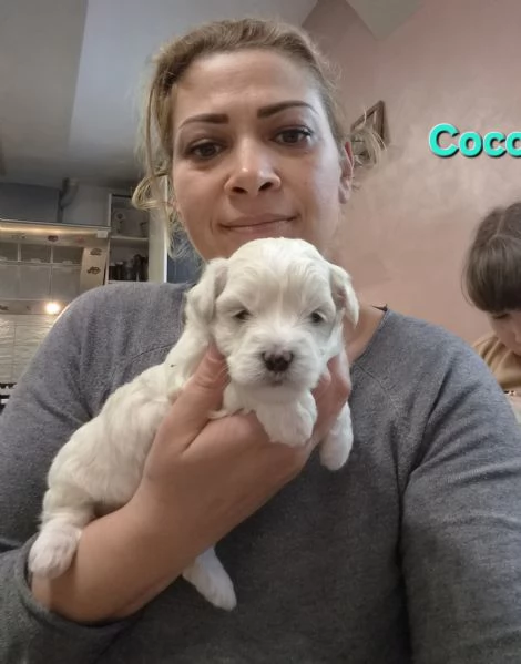 Cuccioli maltesi taglia piccola  | Foto 1