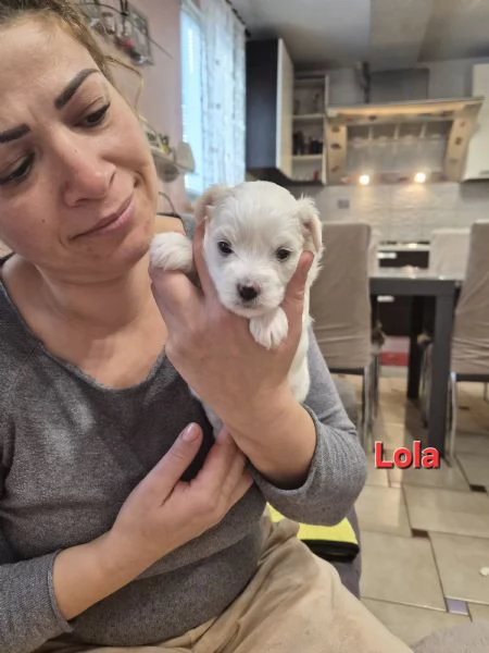 Cuccioli maltesi taglia piccola  | Foto 0