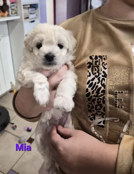 Cuccioli maltesi taglia piccola pelo riccio  | Foto 6