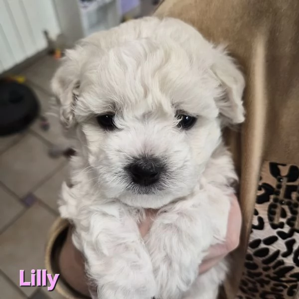 Cuccioli maltesi taglia piccola pelo riccio  | Foto 5