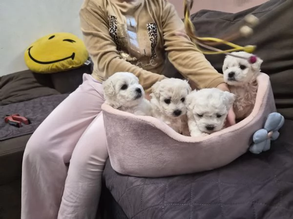 Cuccioli maltesi taglia piccola pelo riccio  | Foto 2