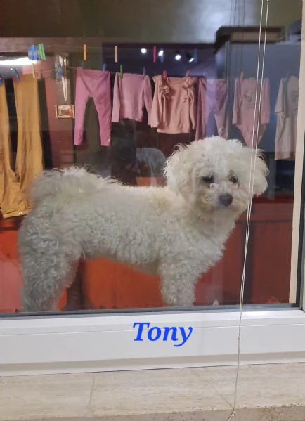 Cuccioli maltesi taglia mini/piccola pelo riccio  | Foto 6