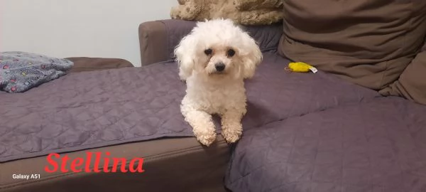 Cuccioli maltesi taglia mini/piccola pelo riccio  | Foto 5