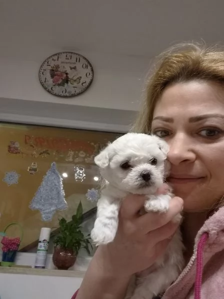 Cuccioli maltesi taglia mini/piccola pelo riccio  | Foto 4