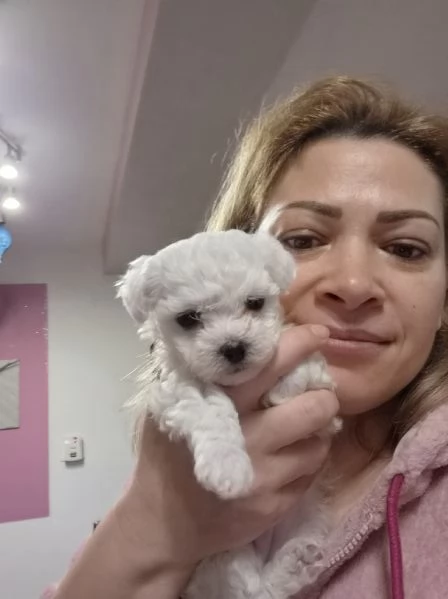 Cuccioli maltesi taglia mini/piccola pelo riccio  | Foto 3
