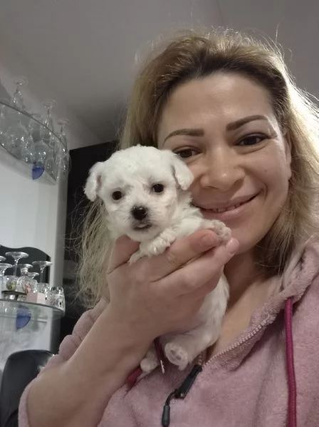 Cuccioli maltesi taglia mini/piccola pelo riccio  | Foto 2