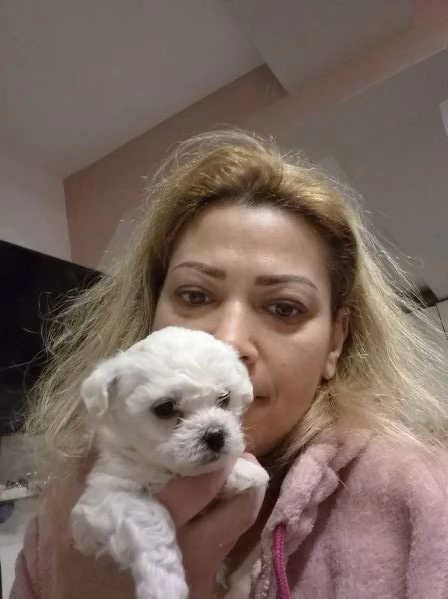 Cuccioli maltesi taglia mini/piccola pelo riccio  | Foto 1