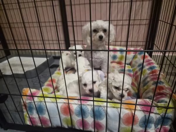 Cuccioli maltesi taglia mini/piccola pelo riccio  | Foto 0