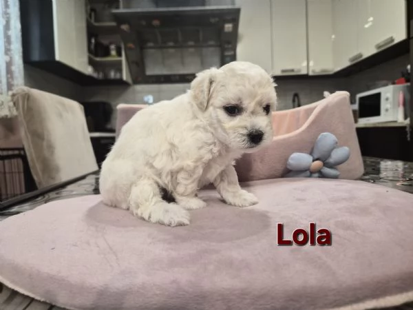Cuccioli maltesi femmine taglia piccola pelo riccio  | Foto 5