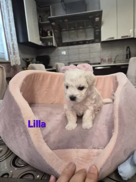 Cuccioli maltesi femmine taglia piccola pelo riccio  | Foto 4