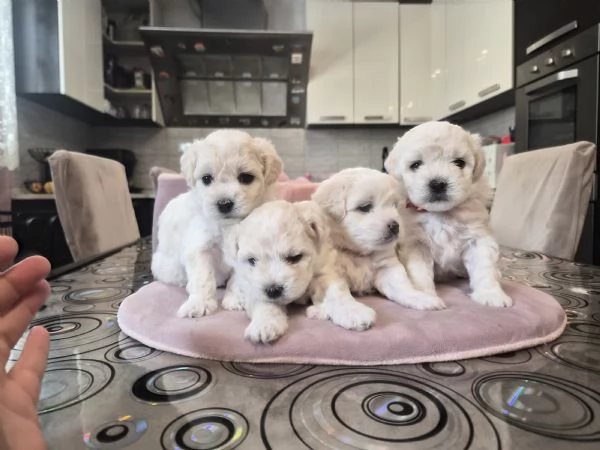 Cuccioli maltesi femmine taglia piccola pelo riccio 