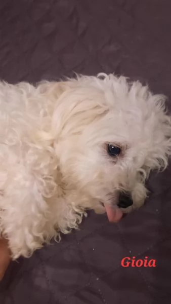 Cuccioli maltesi femmine taglia piccola pelo riccio  | Foto 2