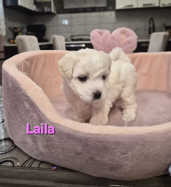 Cuccioli maltesi femmine taglia piccola pelo riccio  | Foto 1