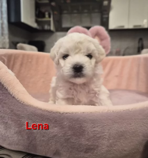 Cuccioli maltesi femmine taglia piccola pelo riccio  | Foto 0