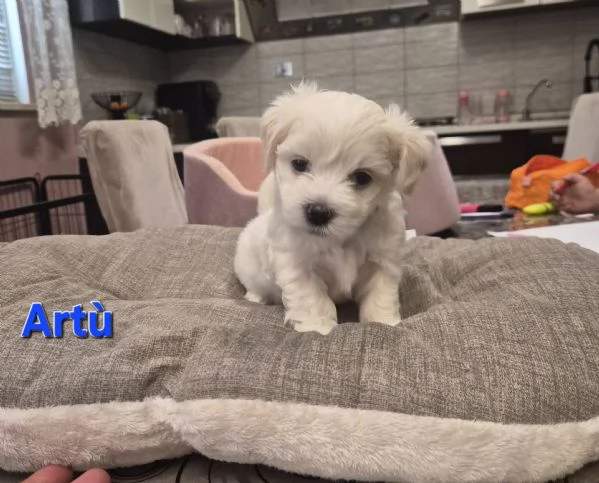 Cuccioli maltesi taglia piccola pelo liscio  | Foto 4