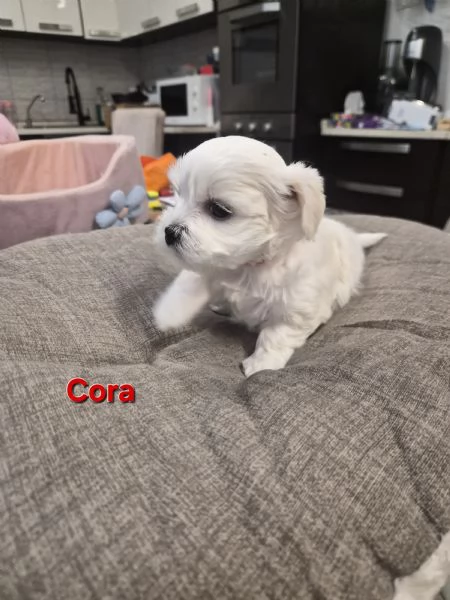 Cuccioli maltesi taglia piccola pelo liscio  | Foto 3
