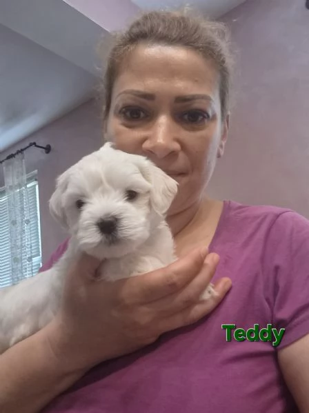 Cuccioli maltesi taglia piccola pelo liscio  | Foto 2