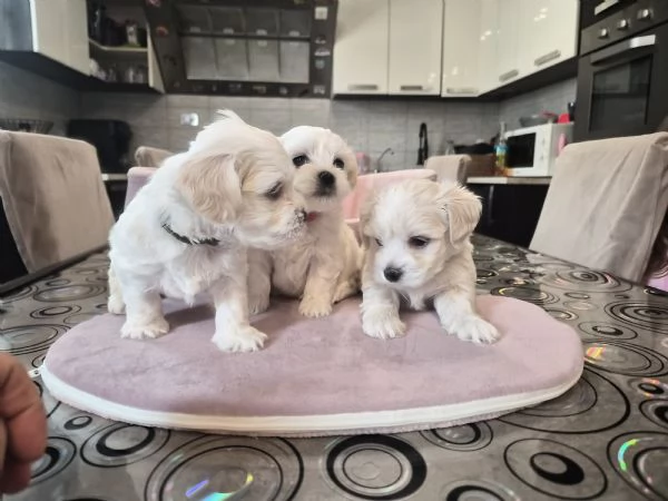 Cuccioli maltesi taglia piccola pelo liscio 