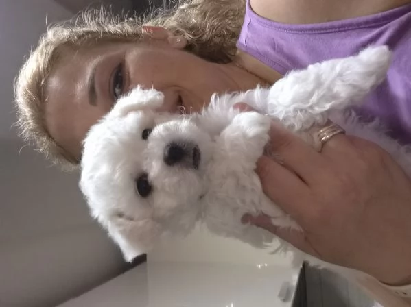 Cucciola femmina maltese  | Foto 6