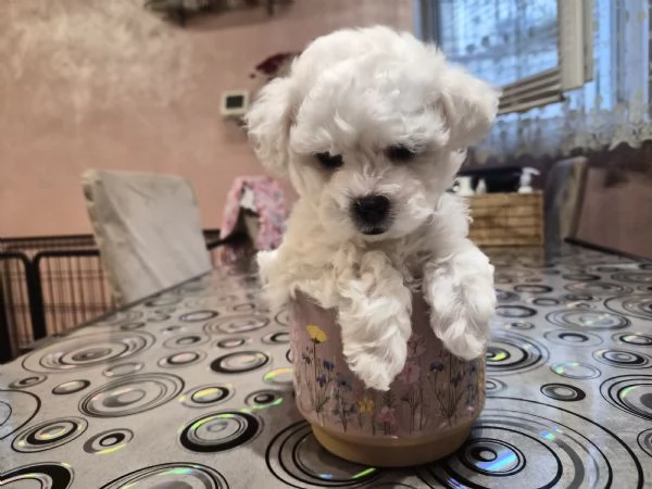Cucciola femmina maltese 