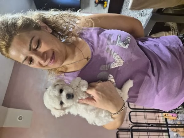 Cucciola femmina maltese  | Foto 5