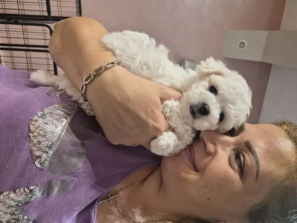 Cucciola femmina maltese  | Foto 4