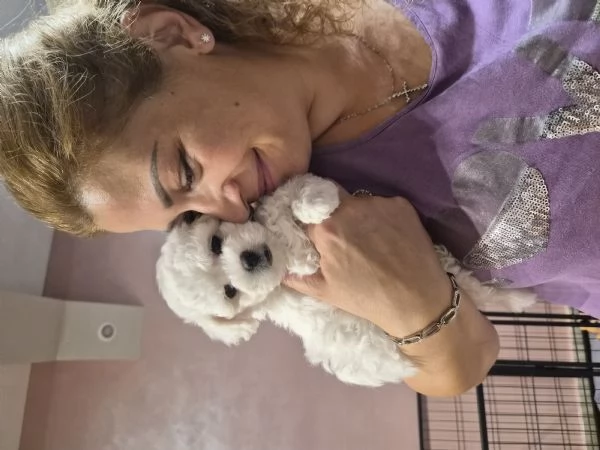 Cucciola femmina maltese  | Foto 2