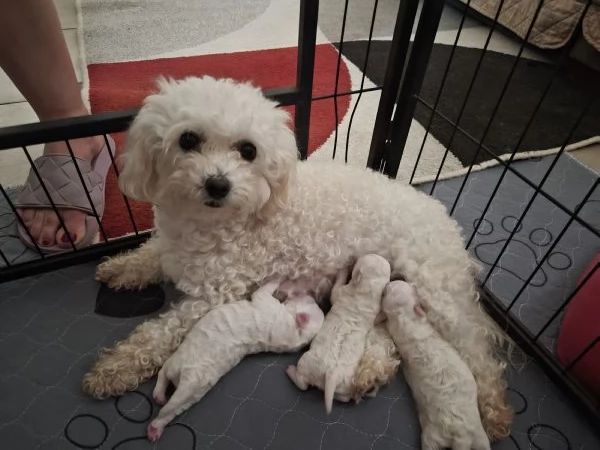 Cucciola femmina maltese  | Foto 0