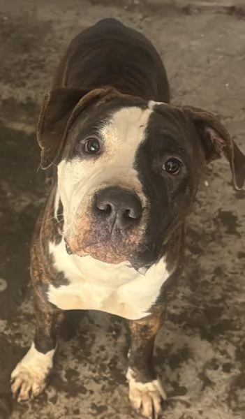 Amstaf terrier staforshair