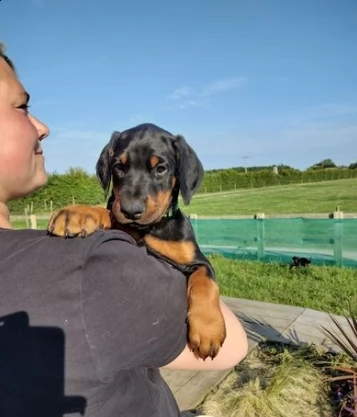 cuccioli dobermann maschi e femmine | Foto 1