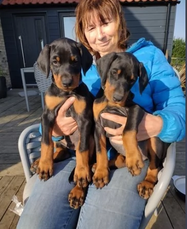 cuccioli dobermann maschi e femmine