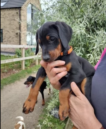 cuccioli dobermann maschi e femmine | Foto 0