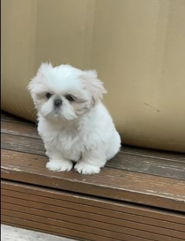 meravigliosi cuccioli shitzu bianci | Foto 1