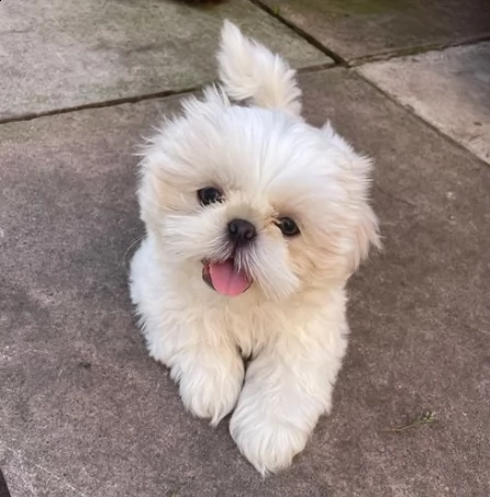 meravigliosi cuccioli shitzu bianci