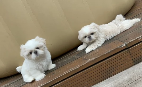 meravigliosi cuccioli shitzu bianci | Foto 0