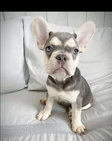 bouledogue francesi cuccioli